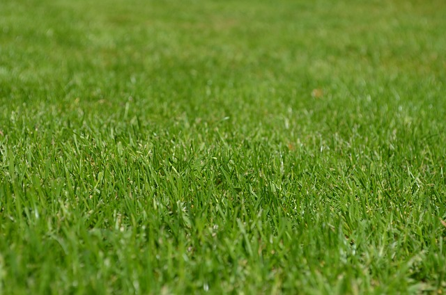 grasses, lawn, garden