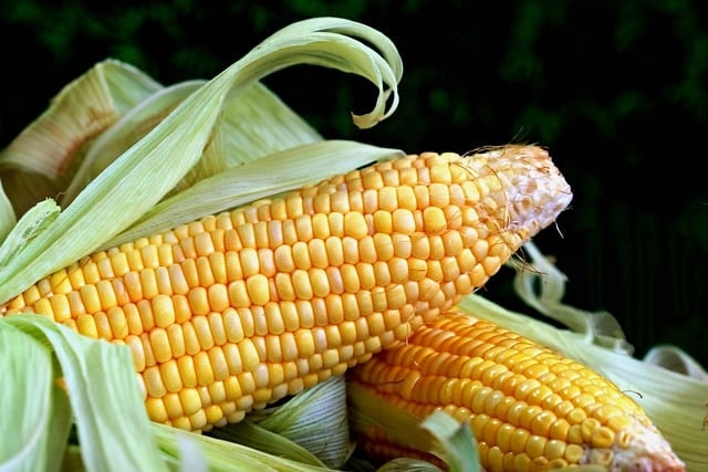 corn, sweet corn, vegetable