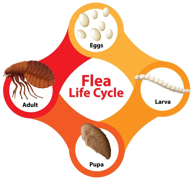 Feline Flea Transmission Can Cats Get Fleas from Dogs?