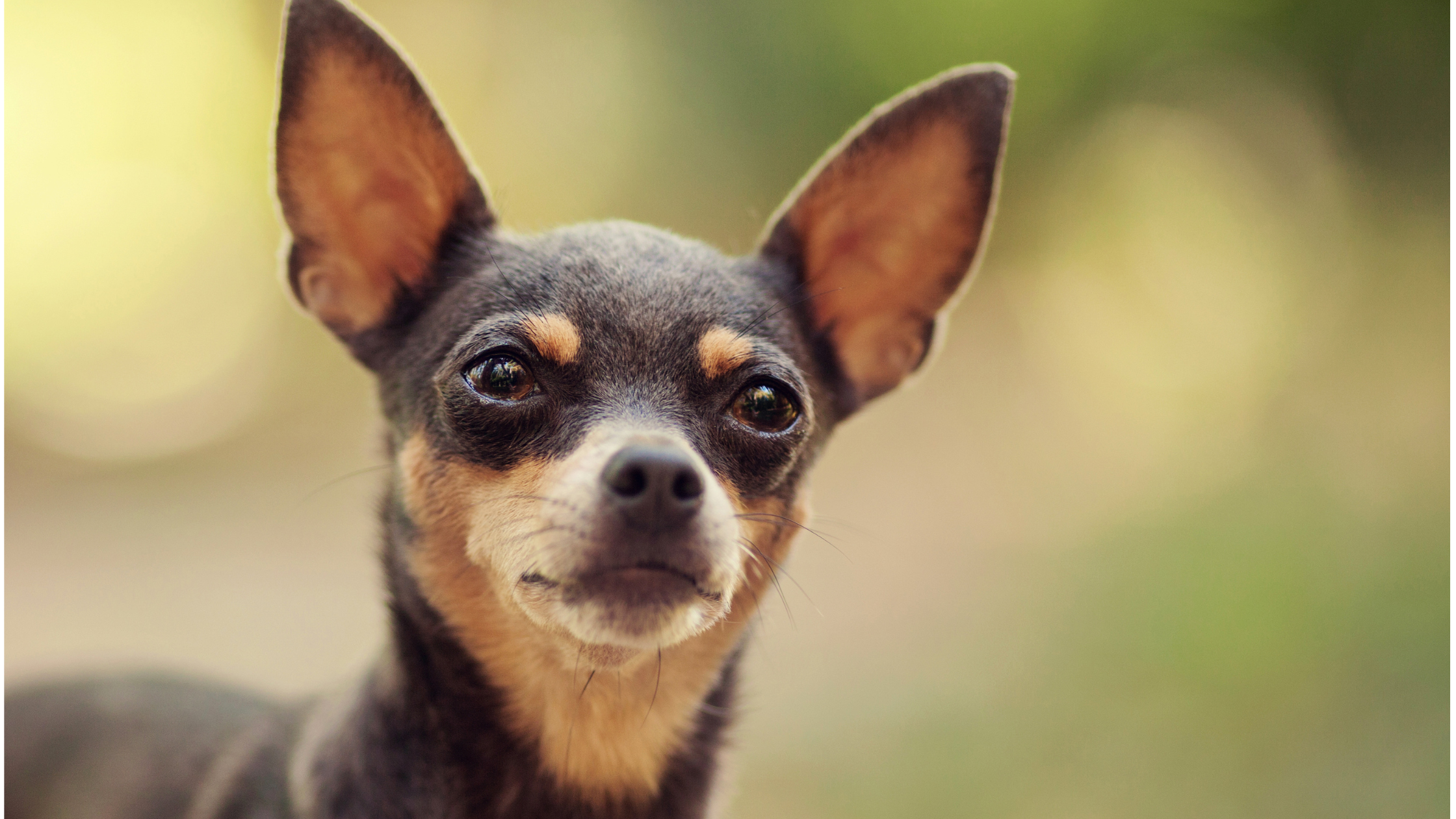 A face view of excited eyes and alert ears of the Russian Toy Terrier