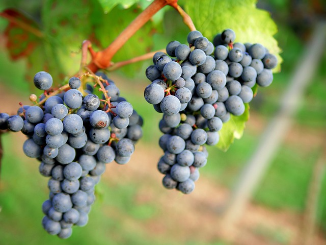 grapes, red wine, vineyard
