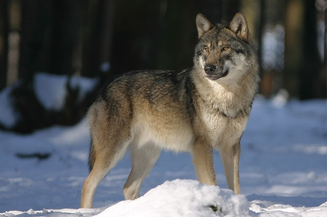 wolf, zoo, canis lupus