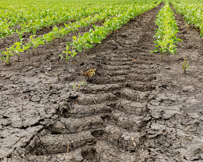 Photo of improved soil compaction and crop yield