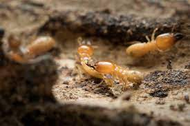 12,722 Termite Stock Photos, Pictures & Royalty-Free Images - iStock