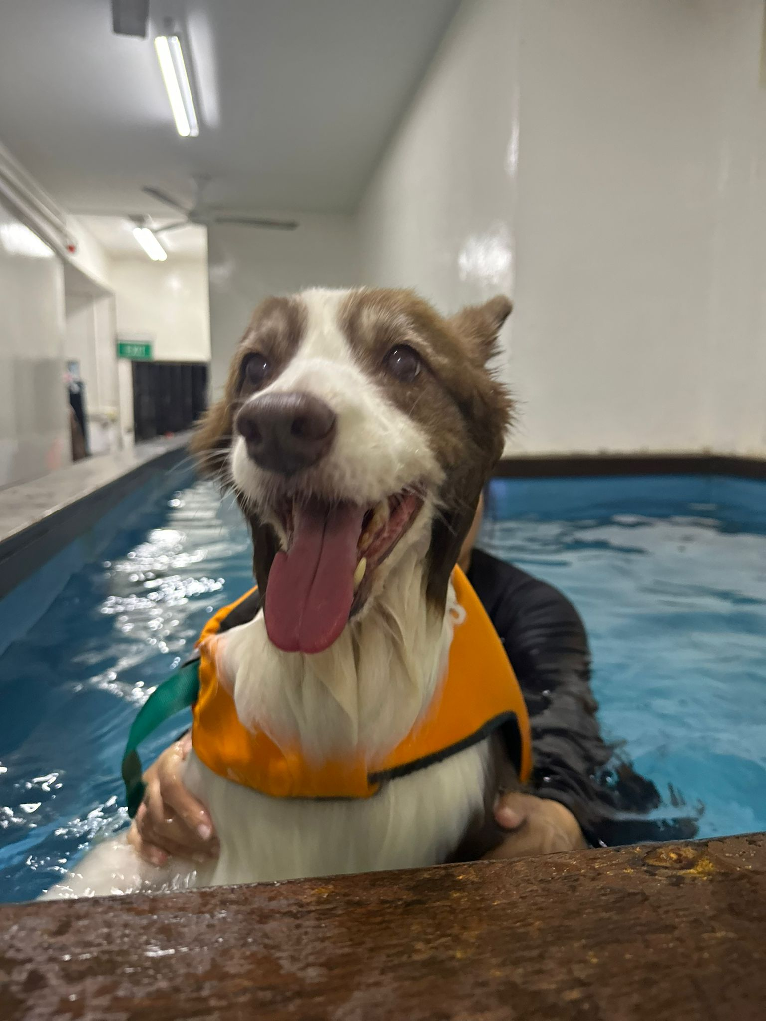 A dog swimming in a pool with a flotation device