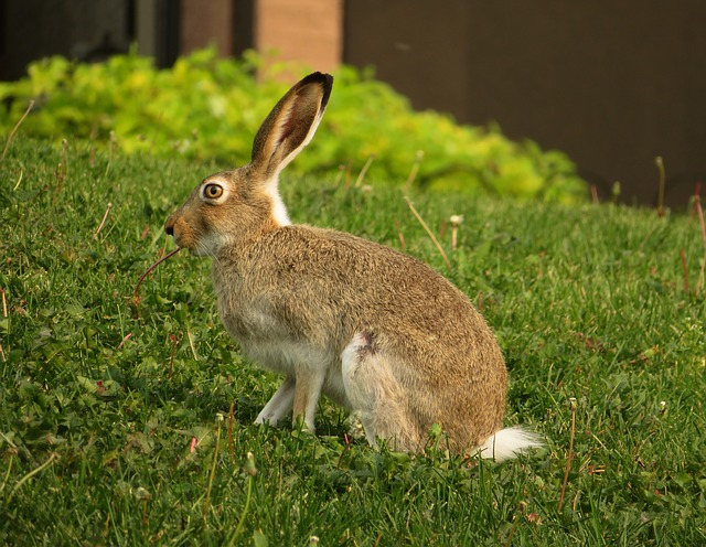 rabbit, hare, bunny, high quality grass