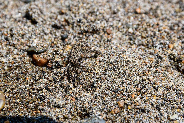 ghost crab, crab, sand