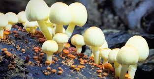 Fantastic Fungi - Rotten Tomatoes