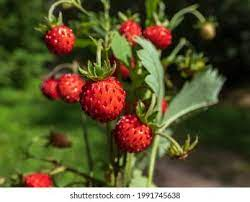1,964 Alpine Strawberry Images, Stock Photos & Vectors | Shutterstock