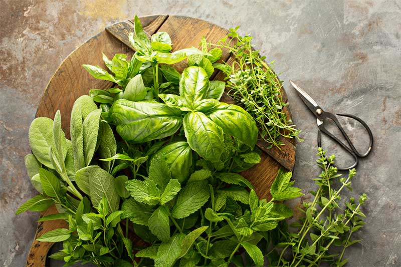 Herb Garden Essentials