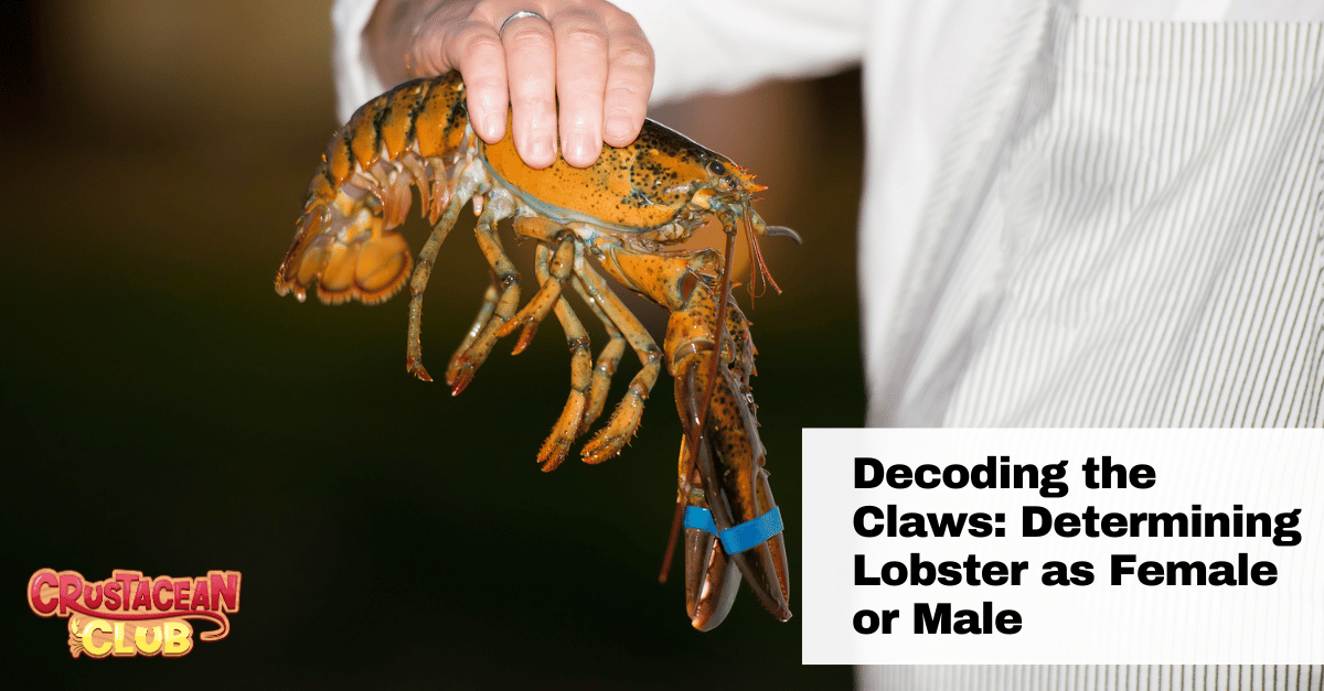 Decoding the Claws: Determining Lobster as Female or Male