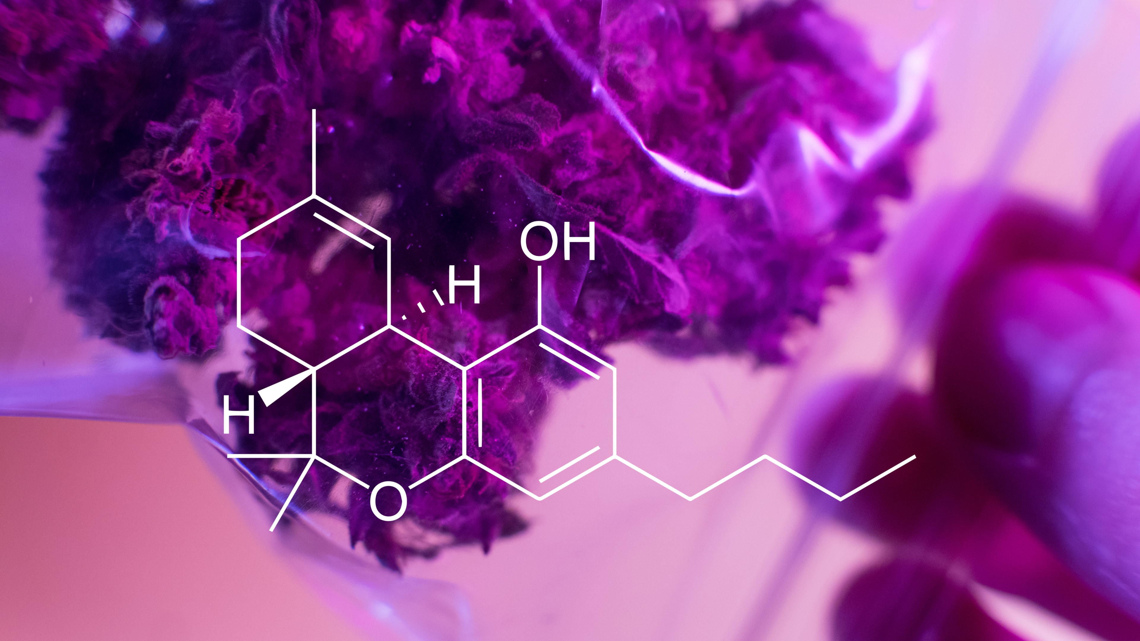 How Is THCA Flower Made? The Science Behind THCA