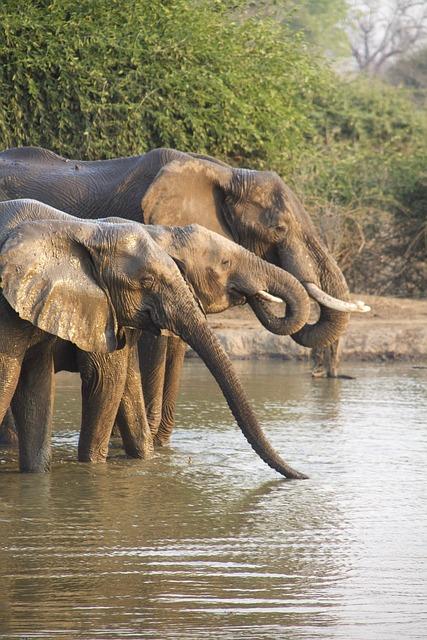 elephants, africa, nature, safari, zambia, elephants, elephants, elephants, africa, africa, africa, africa, nature, nature, nature, nature, nature, safari, safari, safari, zambia, zambia