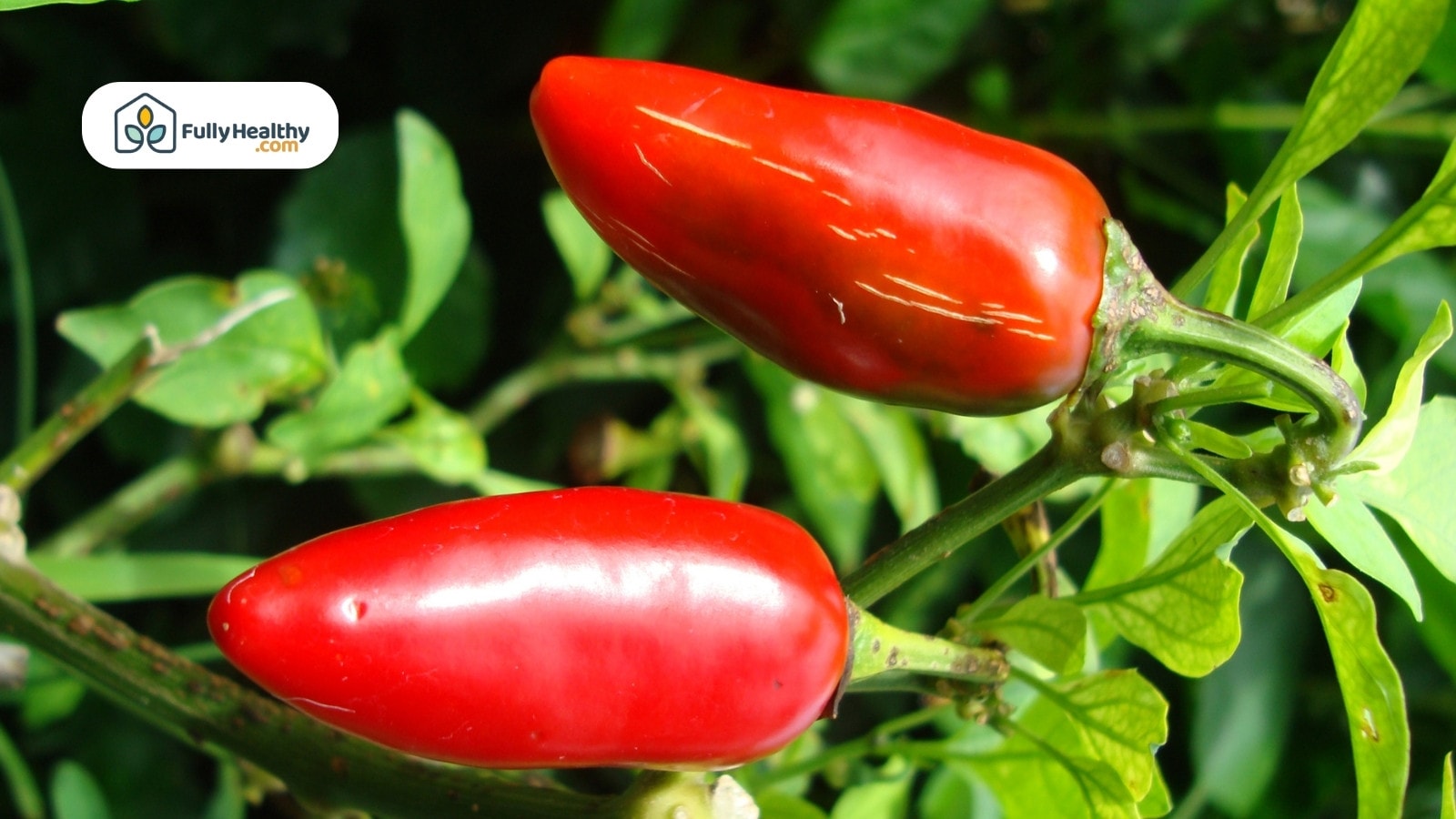 Red chili peppers hanging from the plant ready for harvest
