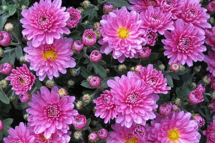 Chrysanthemums in Pest Management, Chrysanthemums