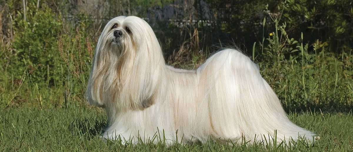 lhasa apso dogs, lhasa apso dog breed, perpetual puppies