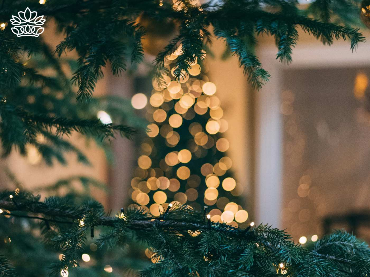 Lush evergreen branches framing the soft glow of fairy lights, setting a festive scene for Christmas gifts, ready to save the occasion with fun and deliver joy in Cape Town, South Africa, proudly offered by Fabulous Flowers and Gifts.