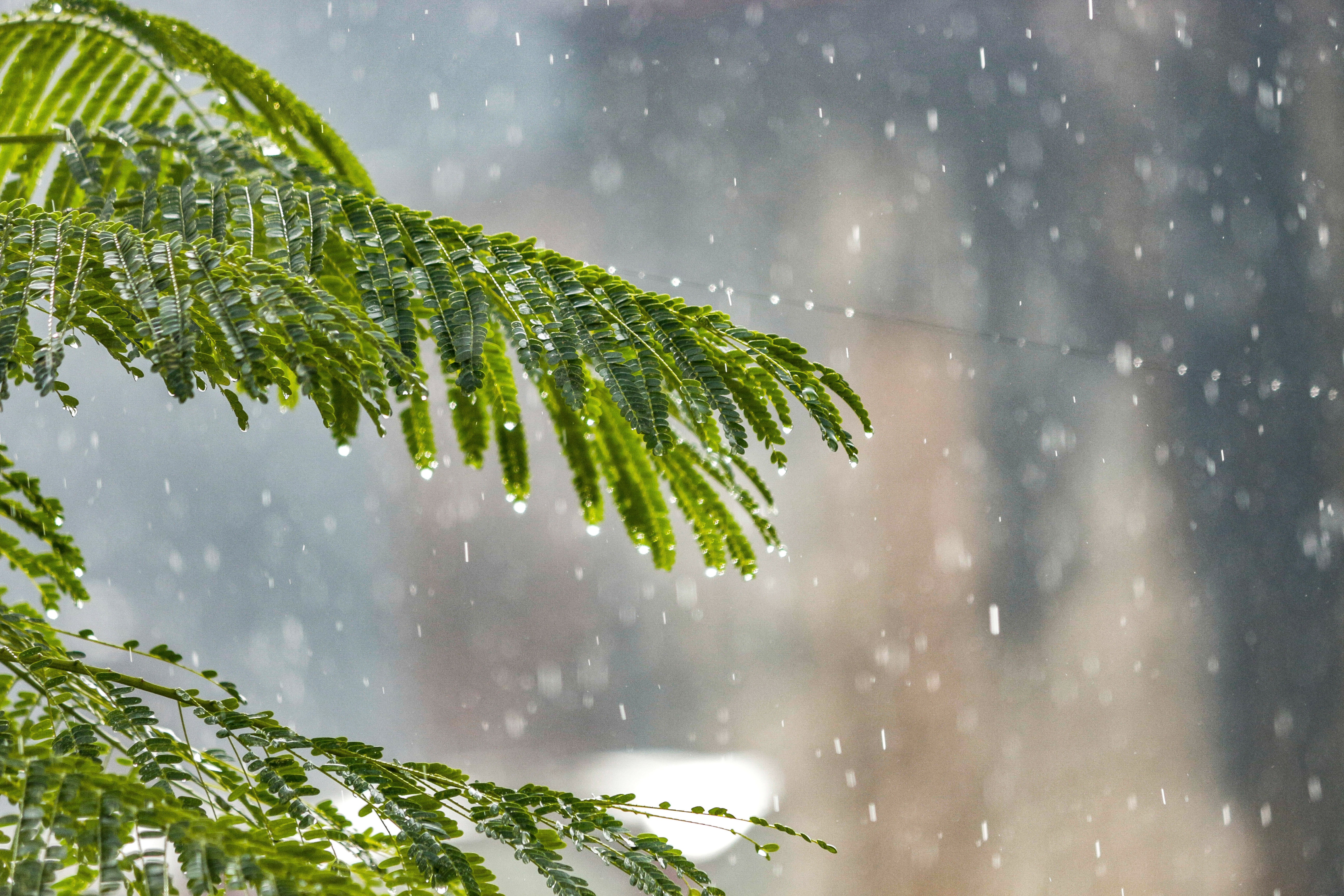 rain dripping off green branches