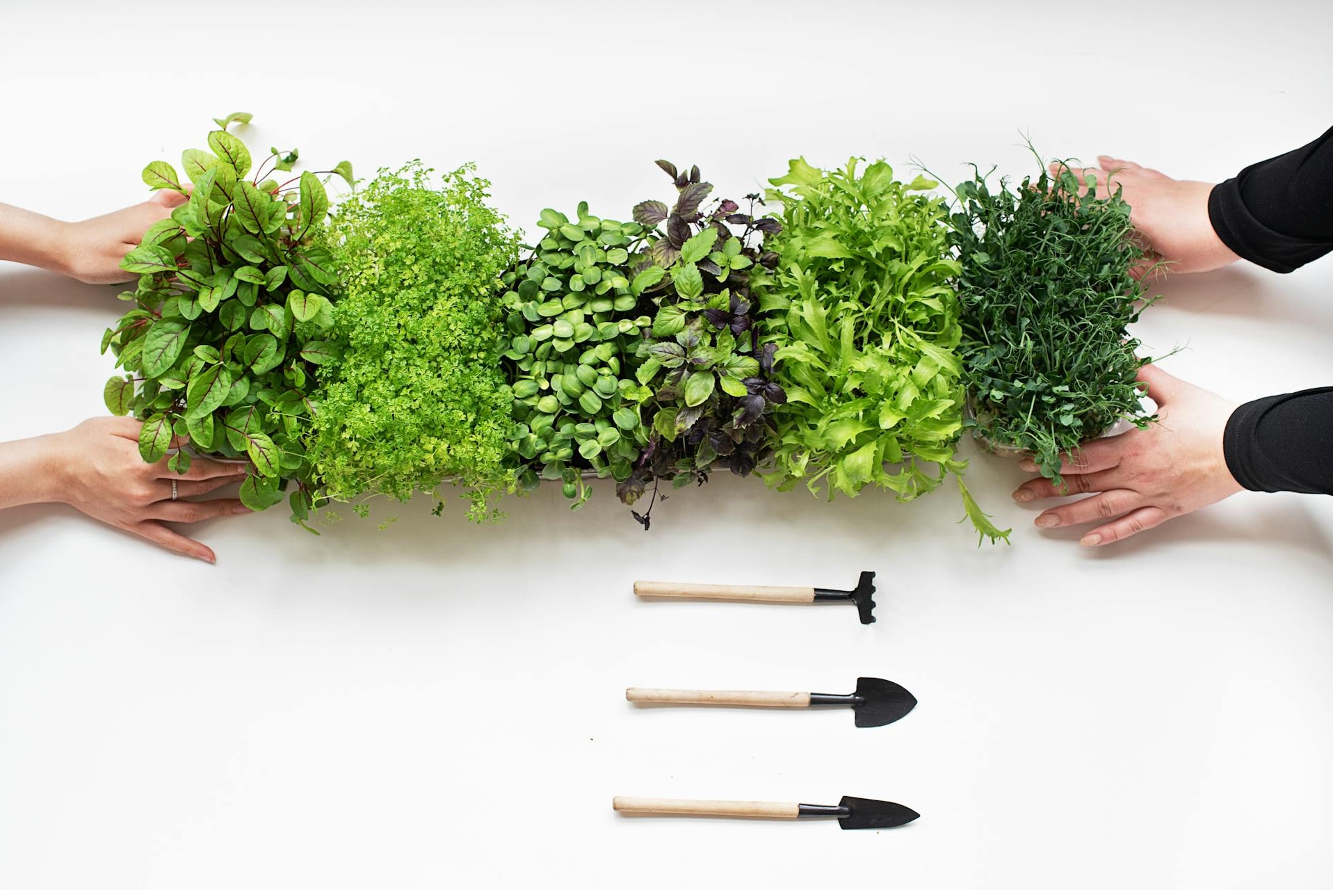 In the image, an indoor salad garden is set up by a window, featuring vibrant trays of fresh salad greens and microgreens, including pea shoots and broccoli microgreens, thriving in a growing medium. The sunlight streams through the window, enhancing the growth of these young plants, ready to be harvested for nutritious meals. In the image, an indoor salad garden is set up by a window, featuring vibrant trays of fresh salad greens and microgreens, including pea shoots and broccoli microgreens, thriving in a growing medium. The sunlight streams through the window, enhancing the growth of these young plants, ready to be harvested for nutritious meals.