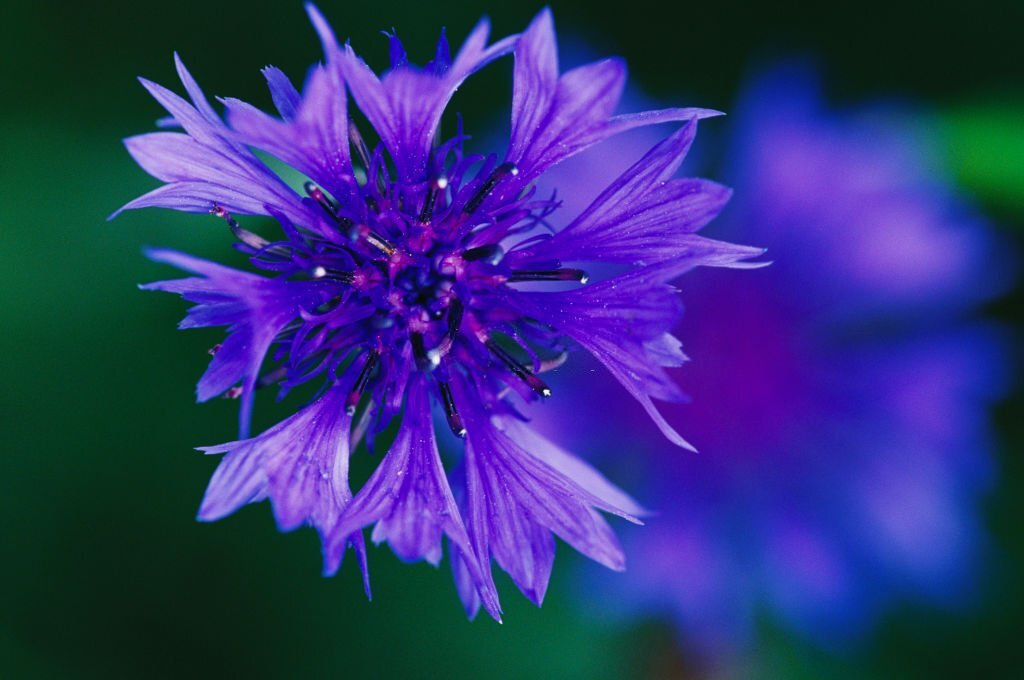 Bachelor's Button Flower