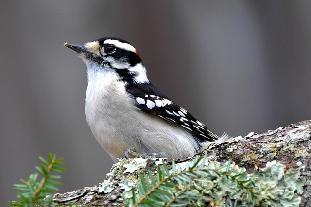 downy woodpecker, woodpecker, bird