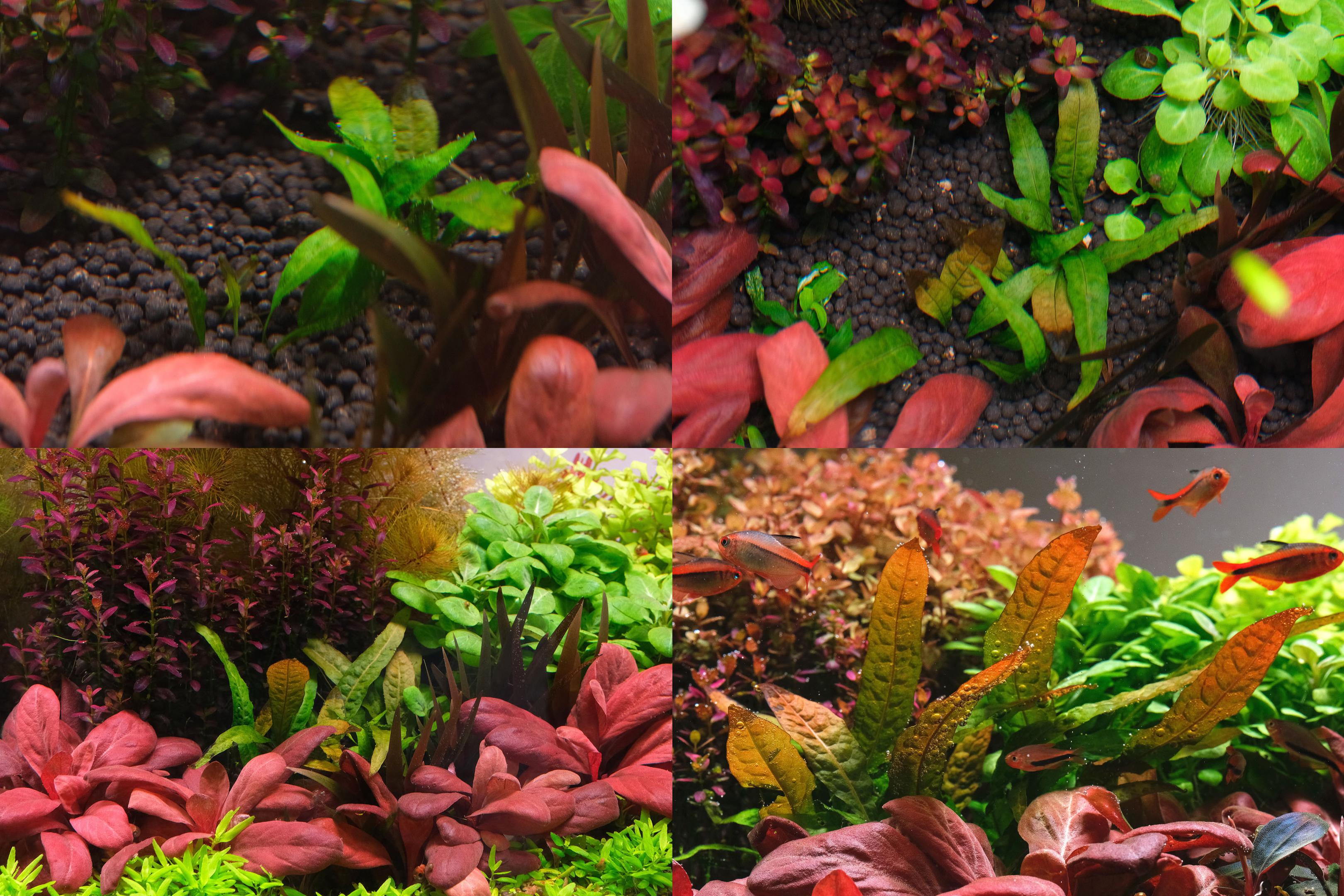 Java fern orange narrow