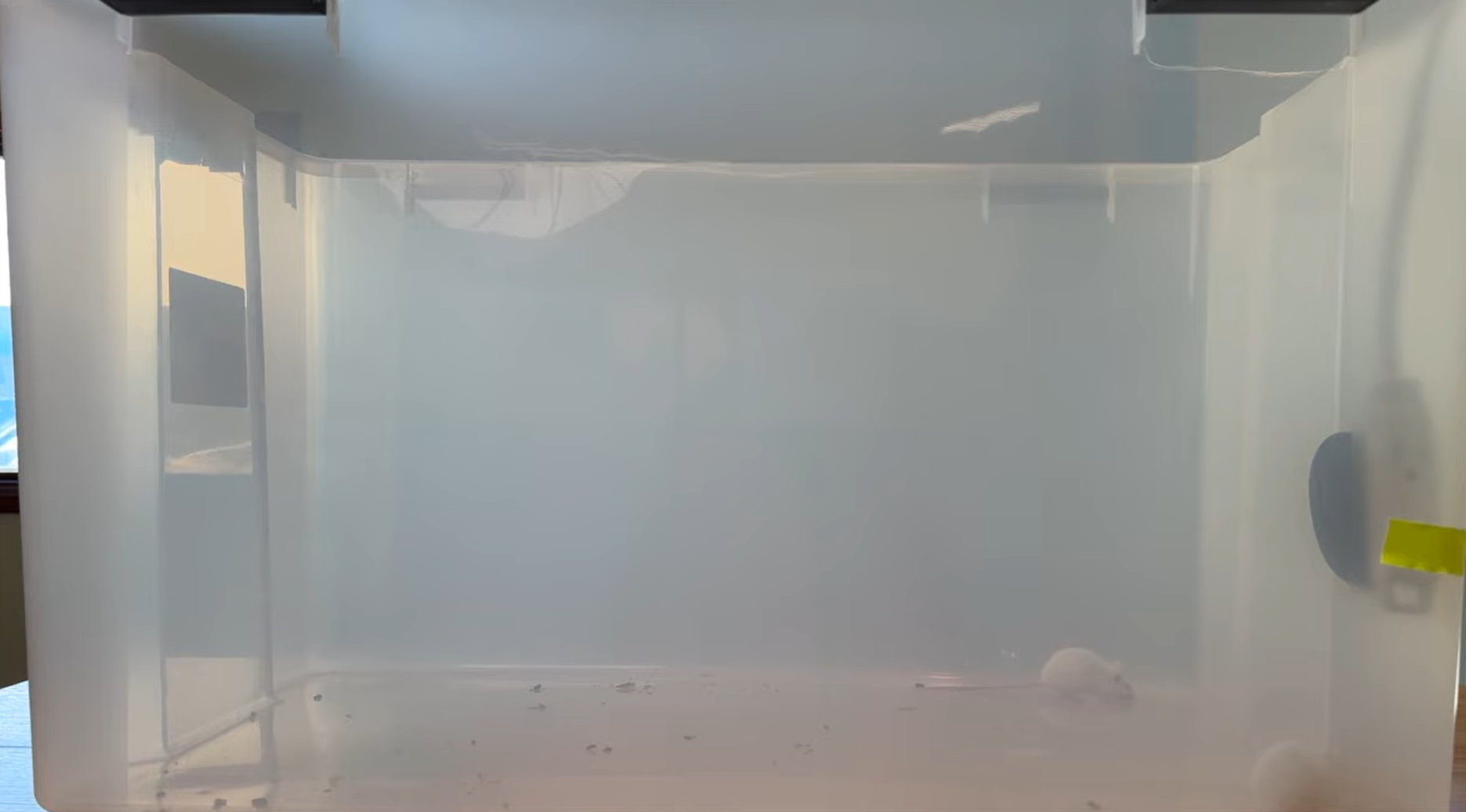 mice eating the sunflower seeds underneath the PIMAG ultrasonic pest repeller