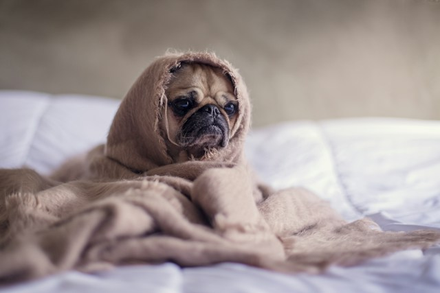 Pug Puppy Covered With Blanket