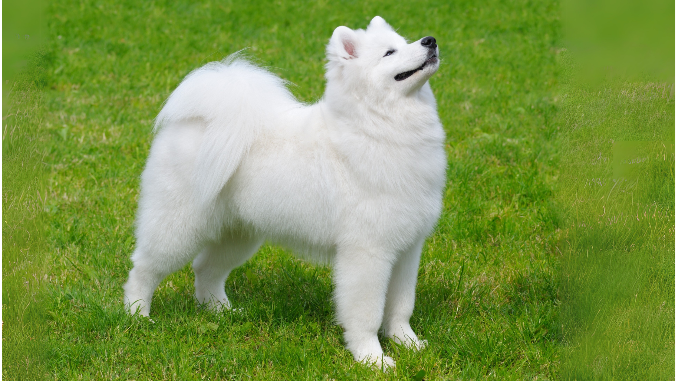 A proud Samoyed standing tall in a grass field