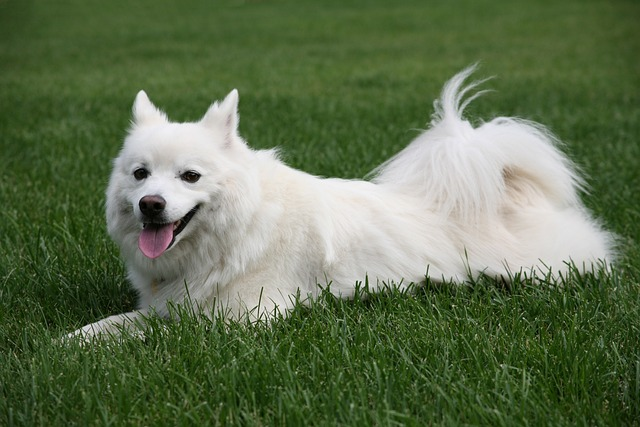 eskimo, dog, pet, nordig breeds, national breed club rescue, 