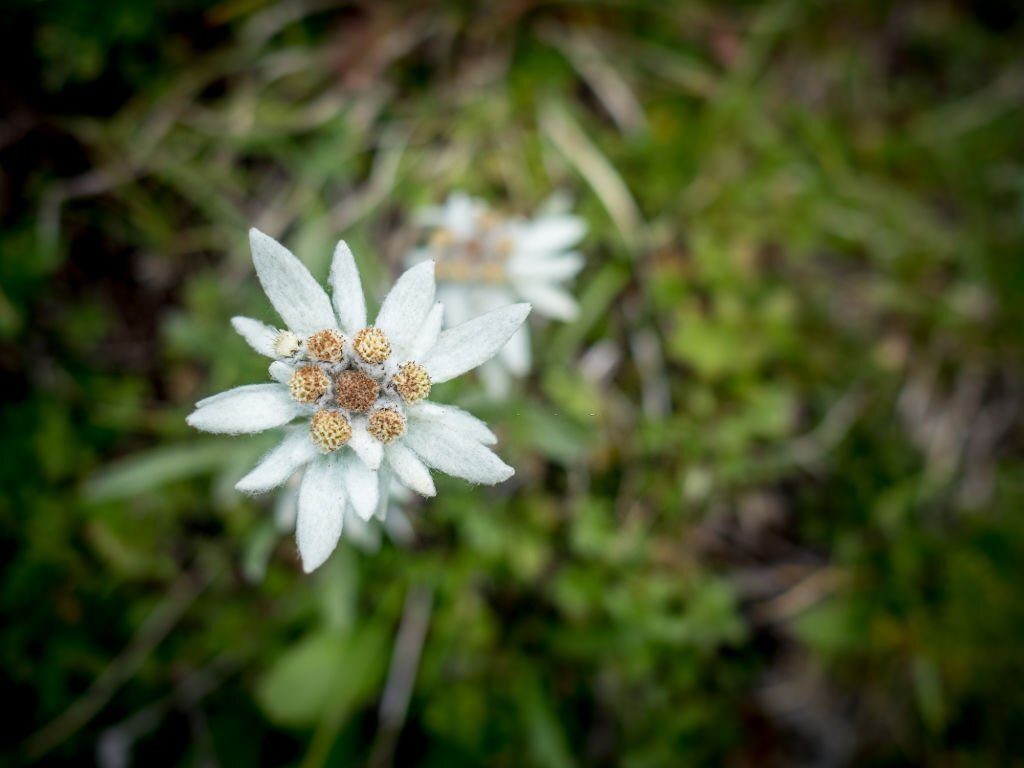 Edelweiss