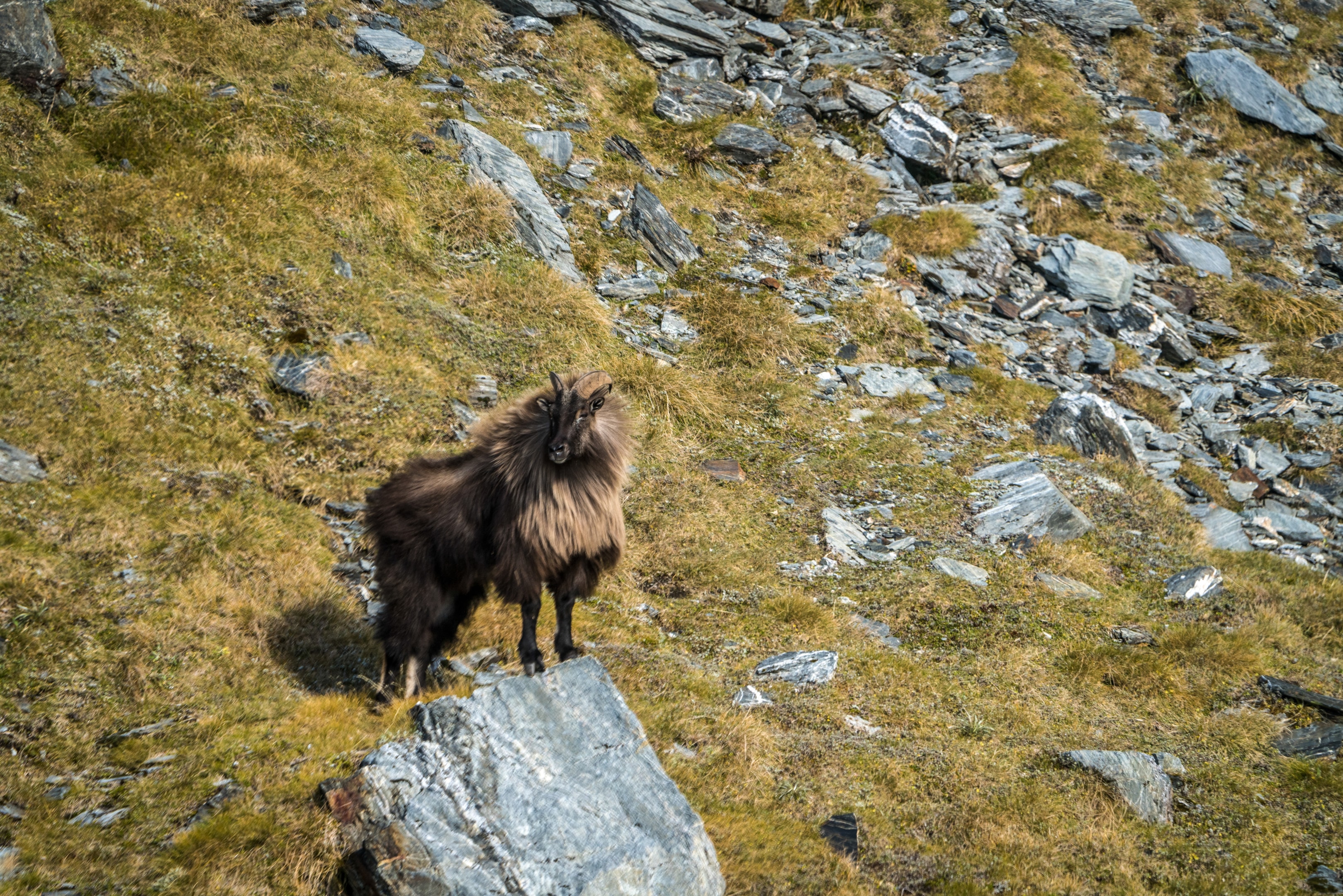 A Himalayan tahr stands on a mountain side. 