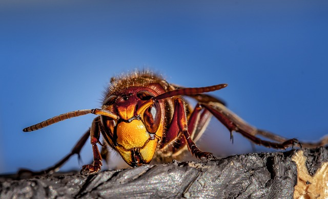 hornet, hornets, wasps