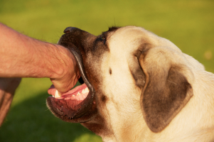 Common types of dog bite injuries