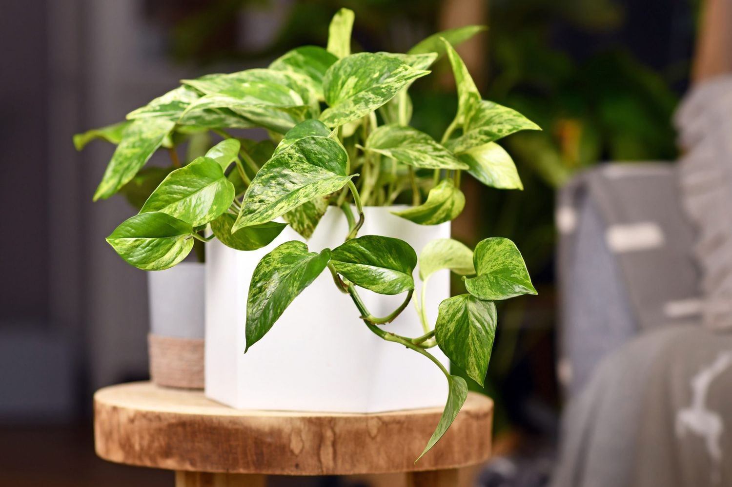 Caring for Your Bedroom Plants