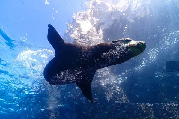 sea lion diving under the water