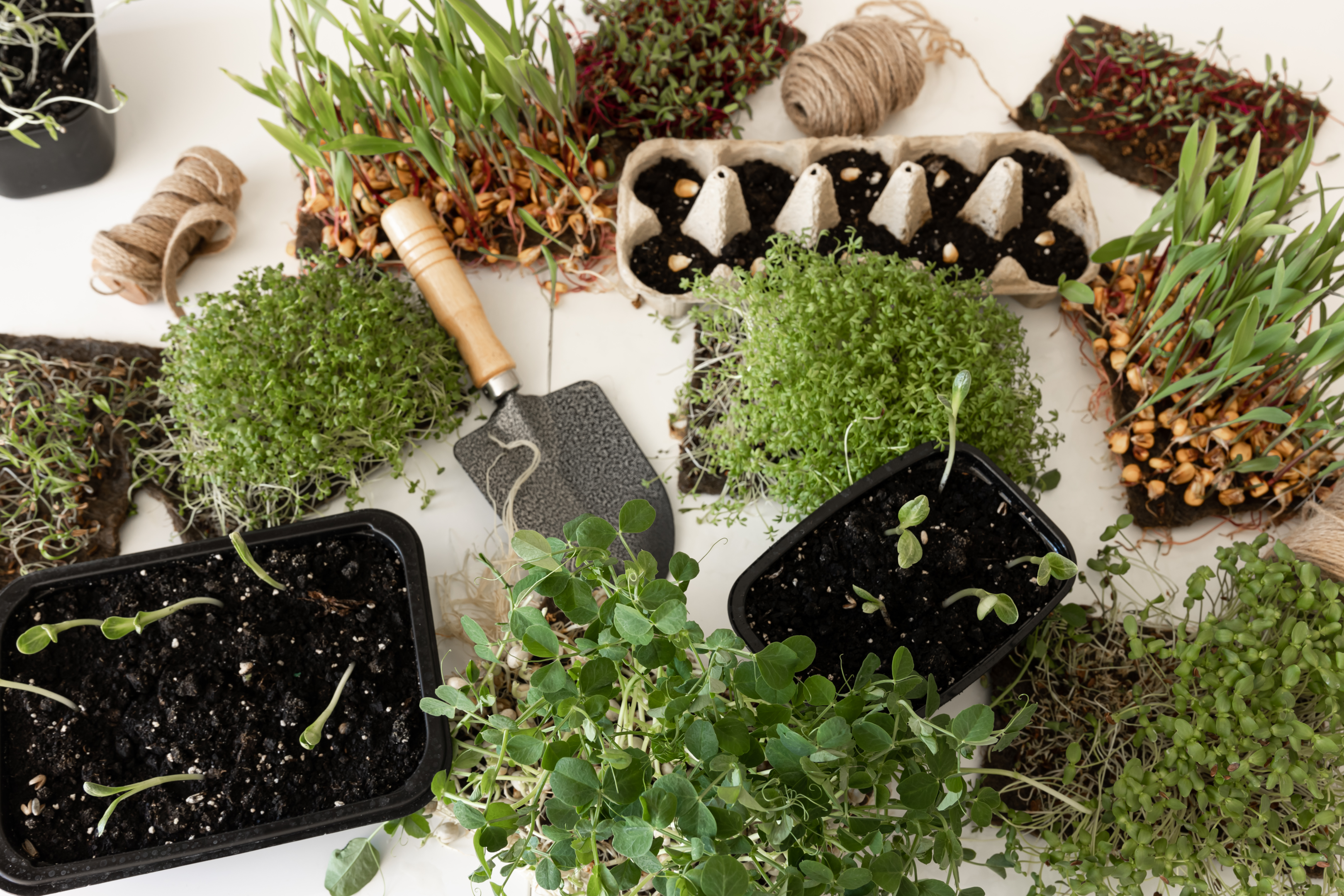 best small terrarium plants, small terrarium plants, sphagnum moss