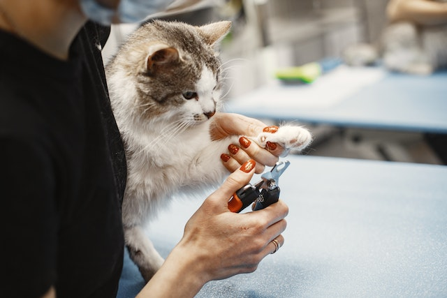 4 Methods How To Treat A Split Cat Nail