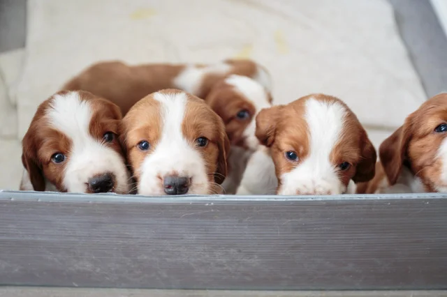 Preparing Your Home for Multiple Puppies