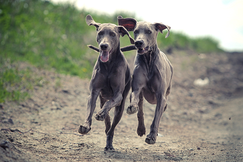 Two Weimaraner dogs running on a path
