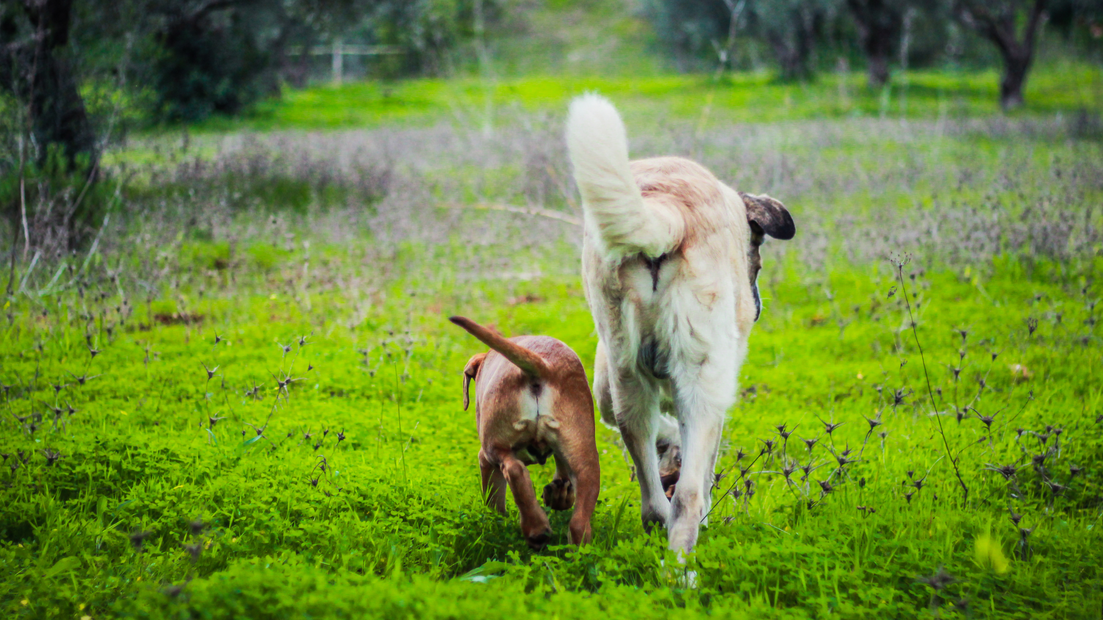 An Alentejo walking in a field with a small brown dog