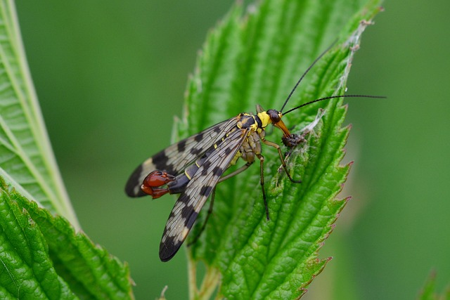 scorpion fly, insect, meadow
