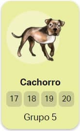 cachorro no jogo do bicho