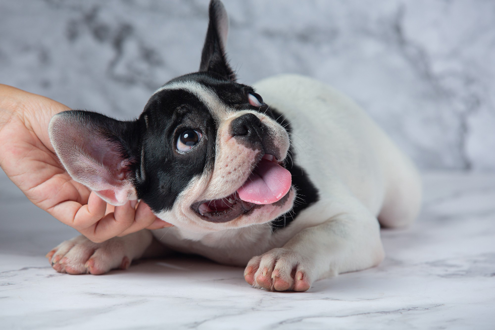 French bulldog outlet nail clippers