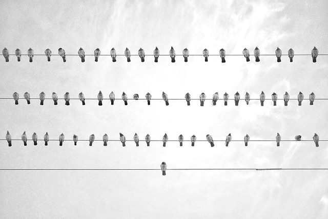 single bird on wire symbolizing how cognitive biases can derail amazon listing optimization and stop customer from informed purchase decisions