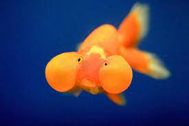 Bubble Eyes Goldfish Photos - Free & Royalty-Free Stock Photos from  Dreamstime