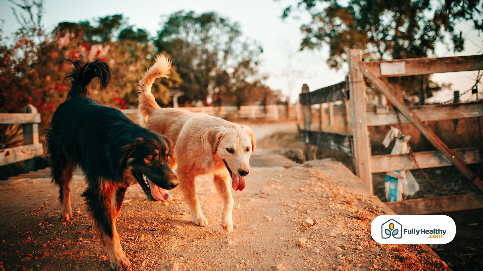 two dogs walking on farm path at sunset can dogs eat squash
