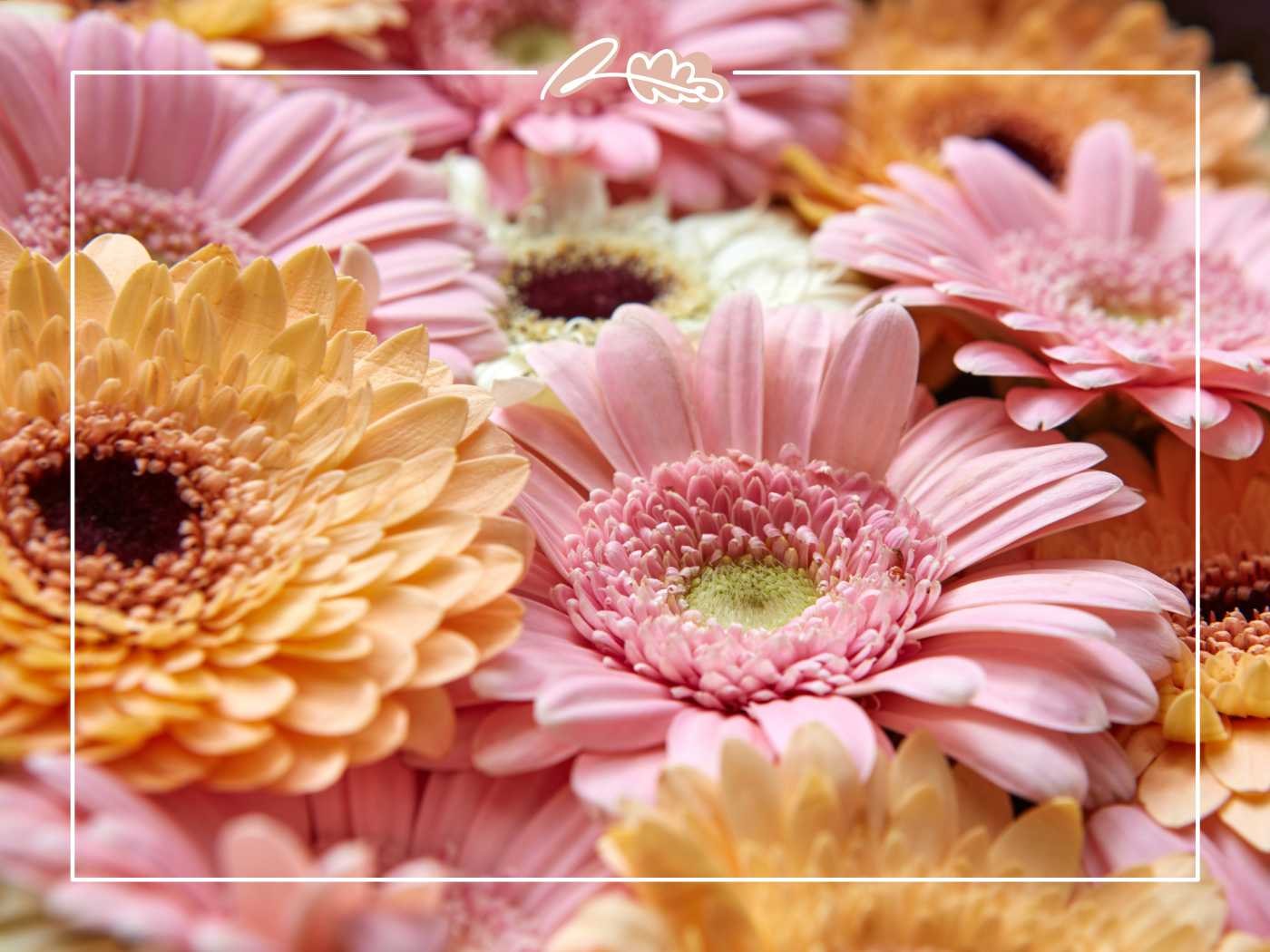 Close-up of pastel gerbera daisies in pink and peach tones, soft cheerful Valentine’s blooms layered in a floral cluster