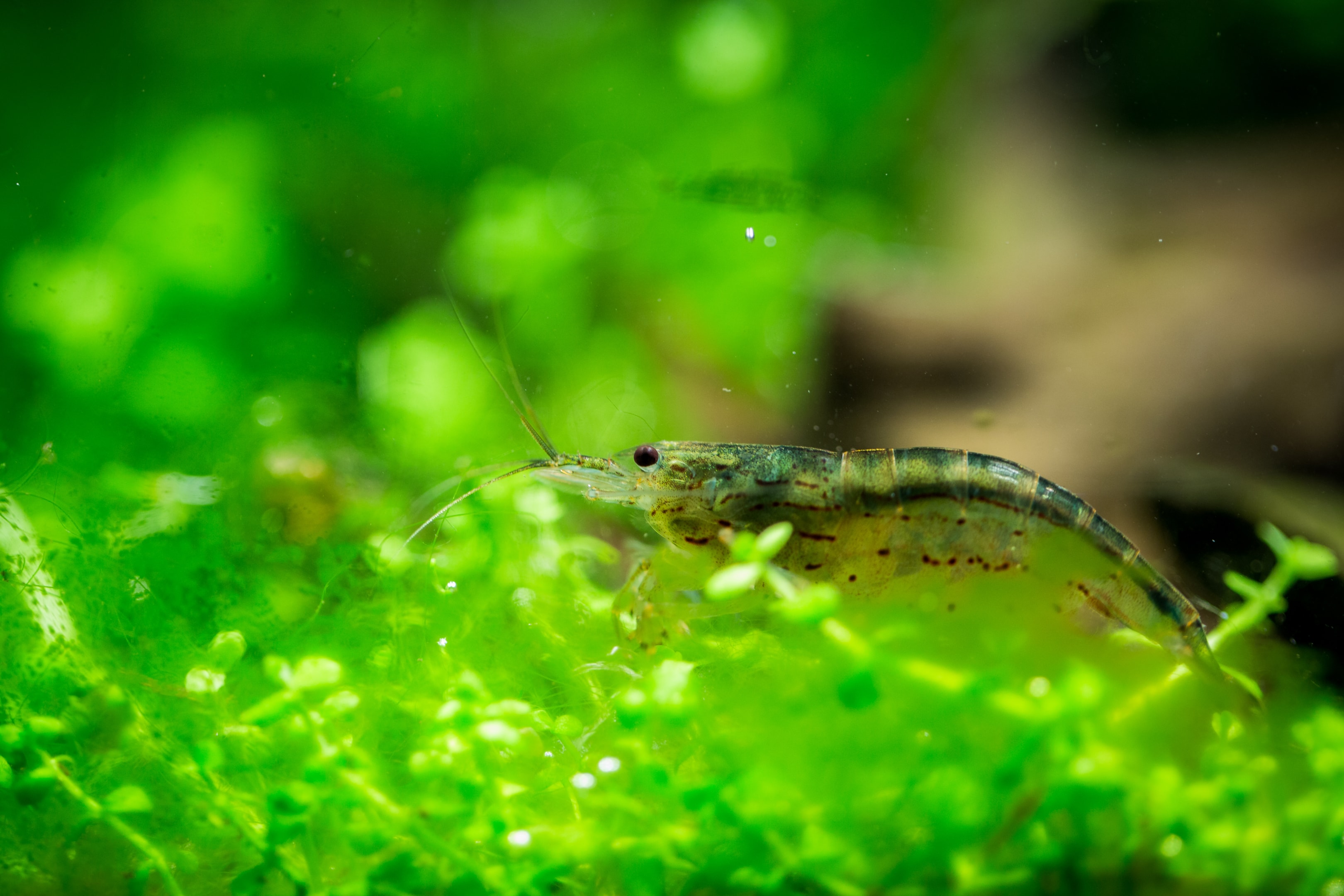 Adding fish and invertebrates enhances ecological balance