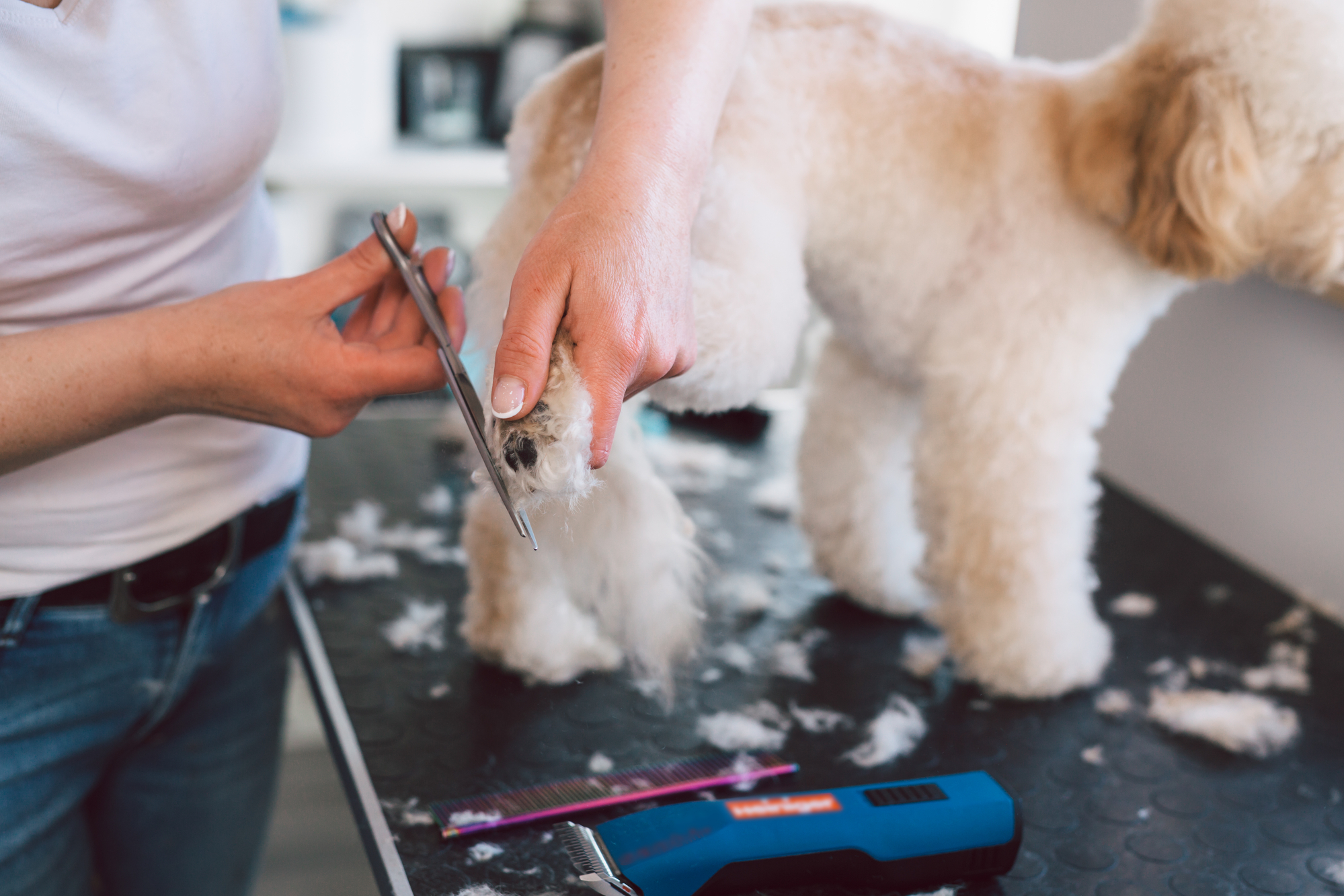 Sustainable dog grooming products